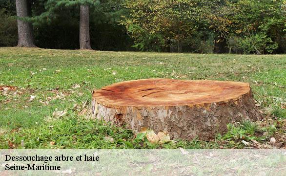 Dessouchage arbre et haie Seine-Maritime 
