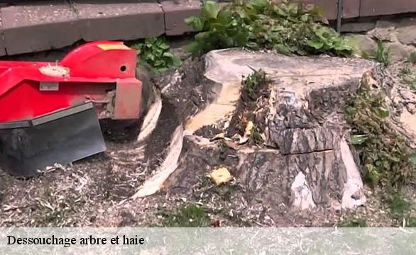 Dessouchage arbre et haie Seine-Maritime 