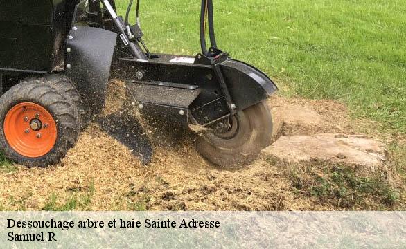 Dessouchage arbre et haie  sainte-adresse-76310 Samuel R