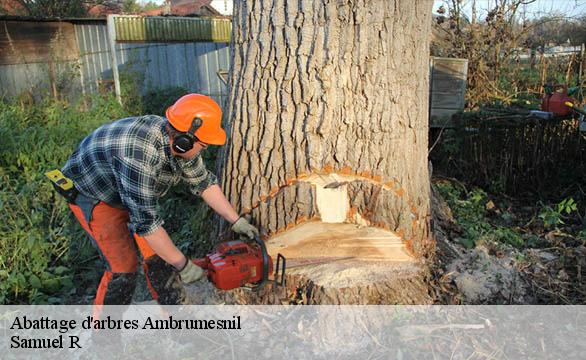 Abattage d'arbres  ambrumesnil-76550 Samuel R
