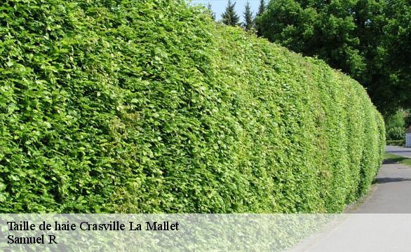 Taille de haie  crasville-la-mallet-76450 Samuel R