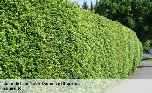 Taille de haie notre-dame-de-bliquetuit-76940 Samuel R