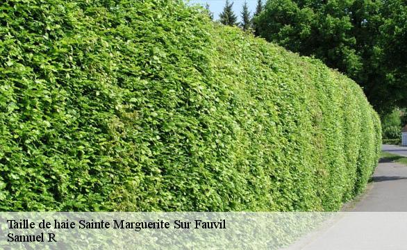 Taille de haie  sainte-marguerite-sur-fauvil-76640 Samuel R