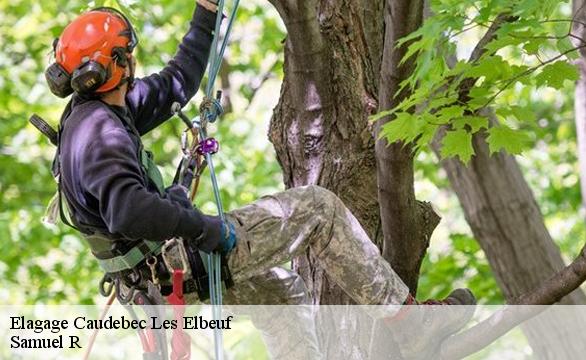Elagage  caudebec-les-elbeuf-76320 Samuel R