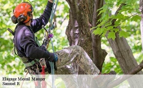Elagage mesnil-mauger-76440 Samuel R