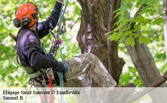 Elagage  saint-sauveur-d-emalleville-76110 Samuel R
